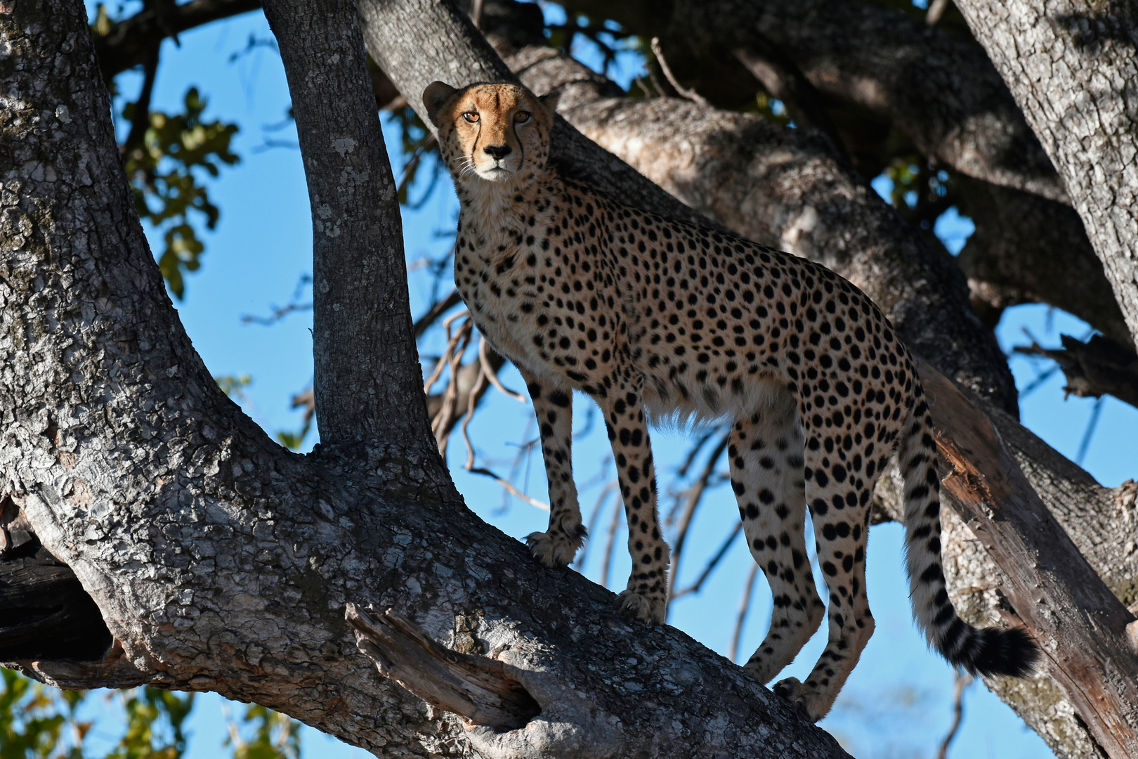 Cheetah posing as a leopard