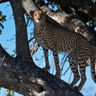 Cheetah posing as a leopard