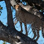 Cheetah posing as a leopard