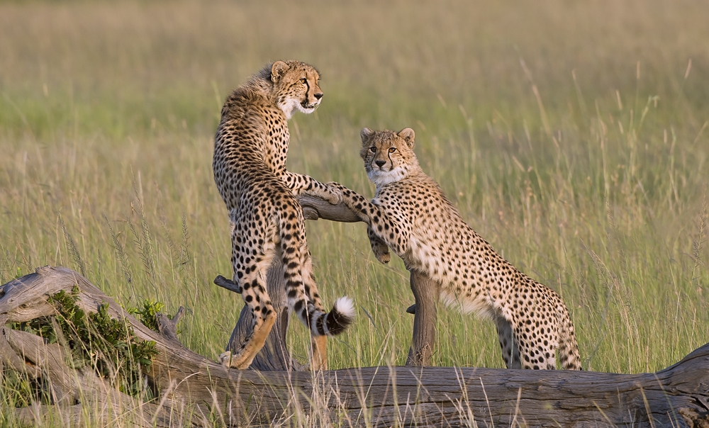 Cheetah - Posing