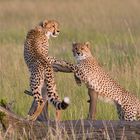 Cheetah - Posing