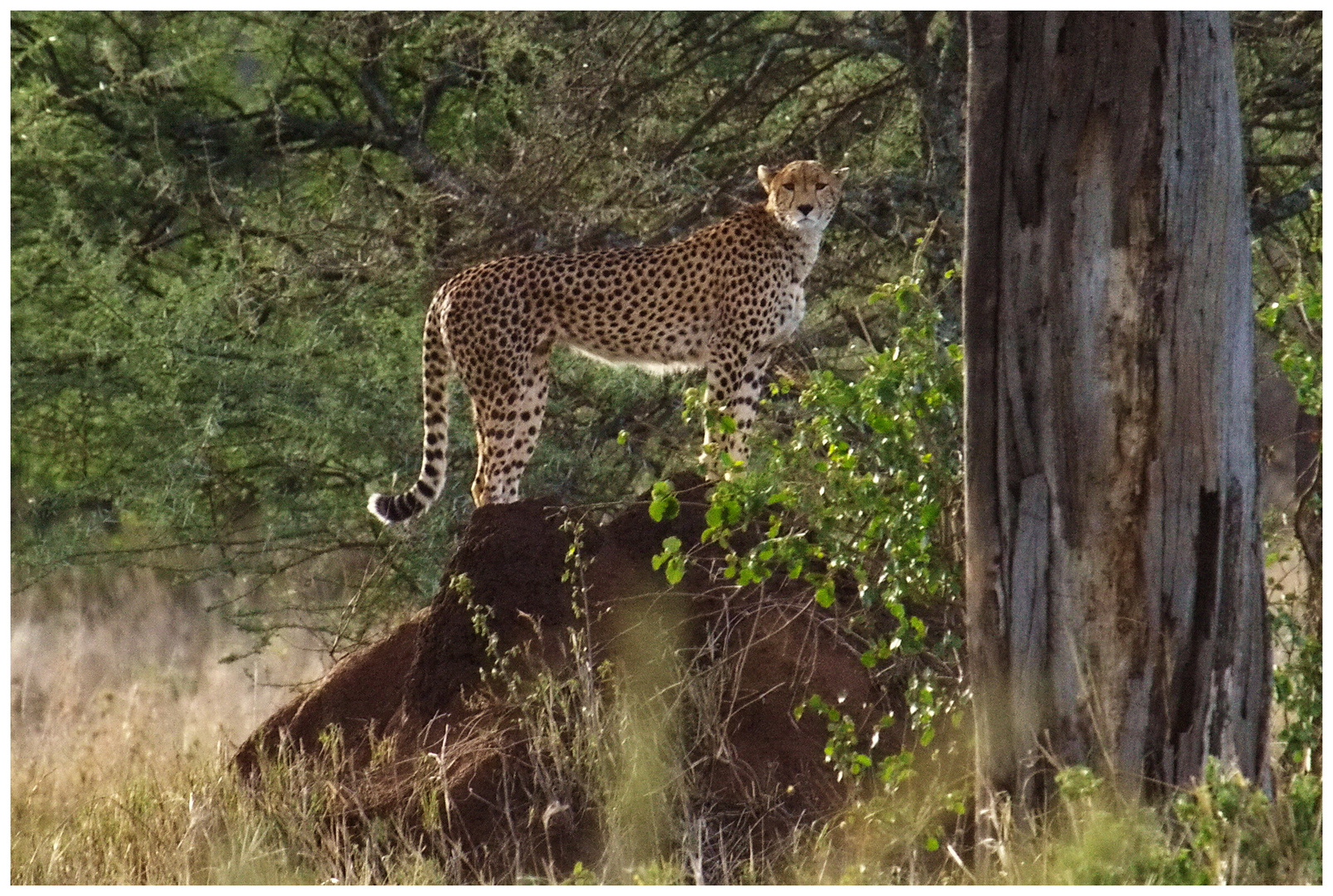 "Cheetah" prüft ihre Umgebung