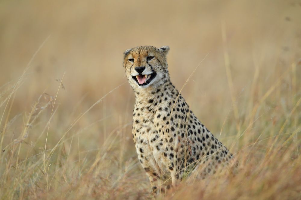 Cheetah ruft die vier Brüder