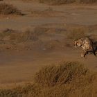 Cheetah run