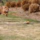 Cheetah run