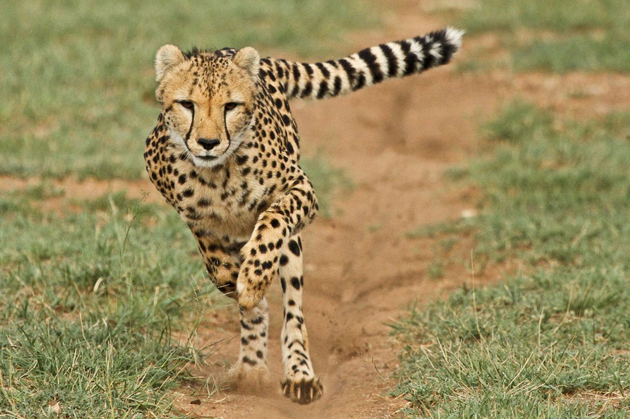 Cheetah Run