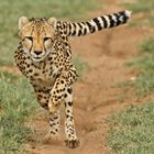 Cheetah Run