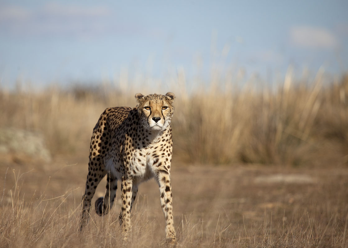 cheetah searching