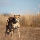 cheetah searching