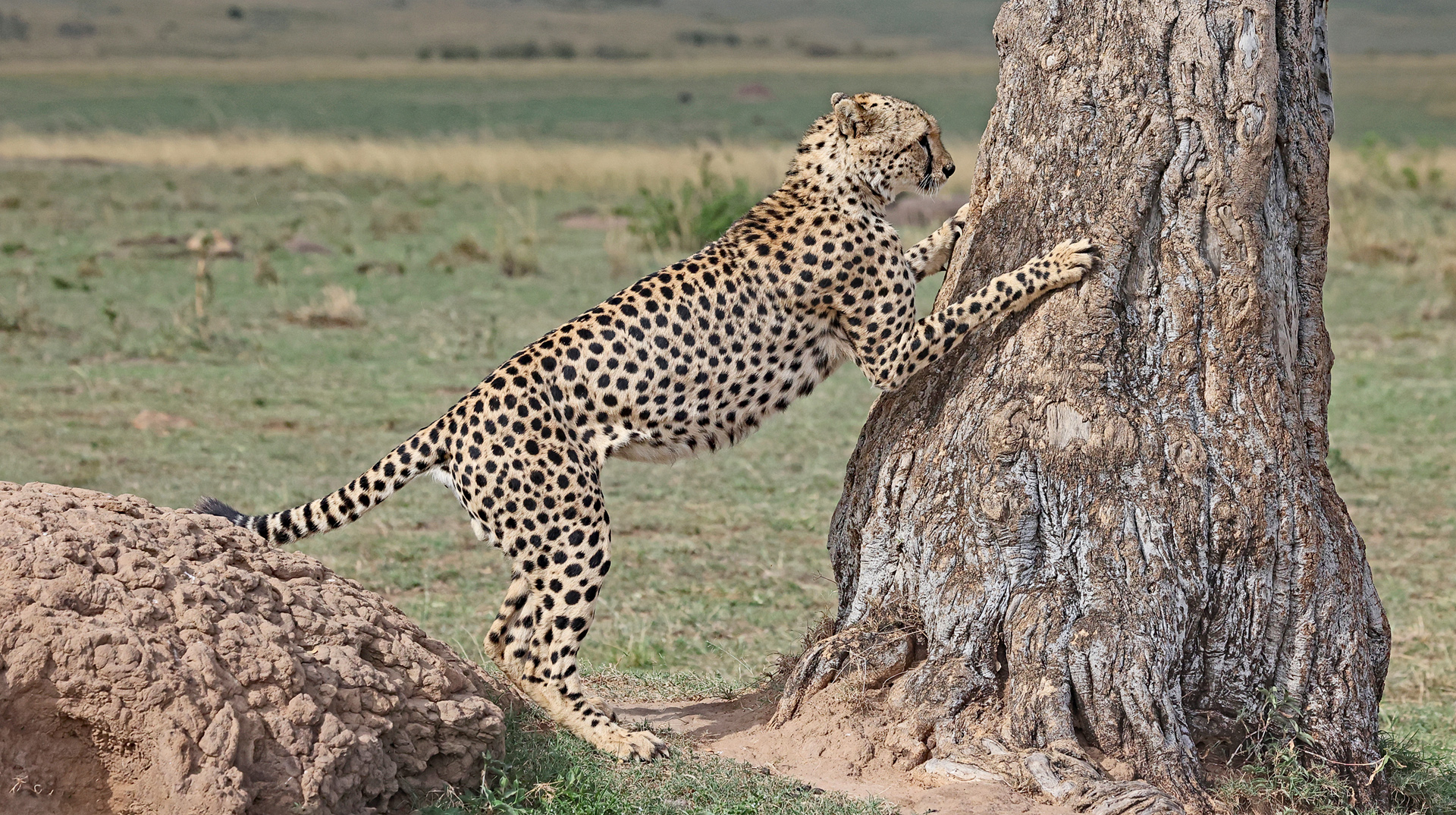 Cheetah sharpens its claws