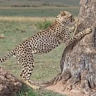 Cheetah sharpens its claws