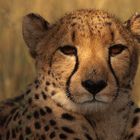 Cheetah Spot(light)
