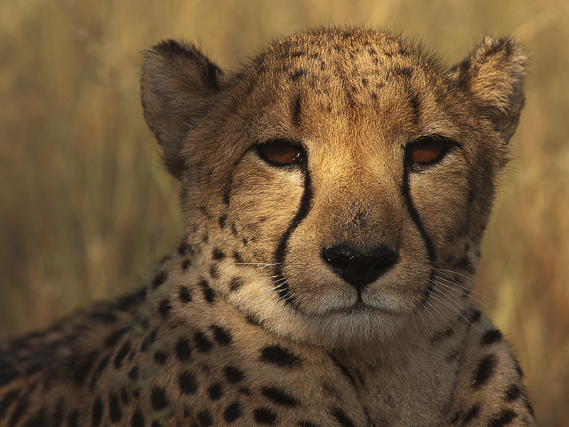 Cheetah Spot(light)