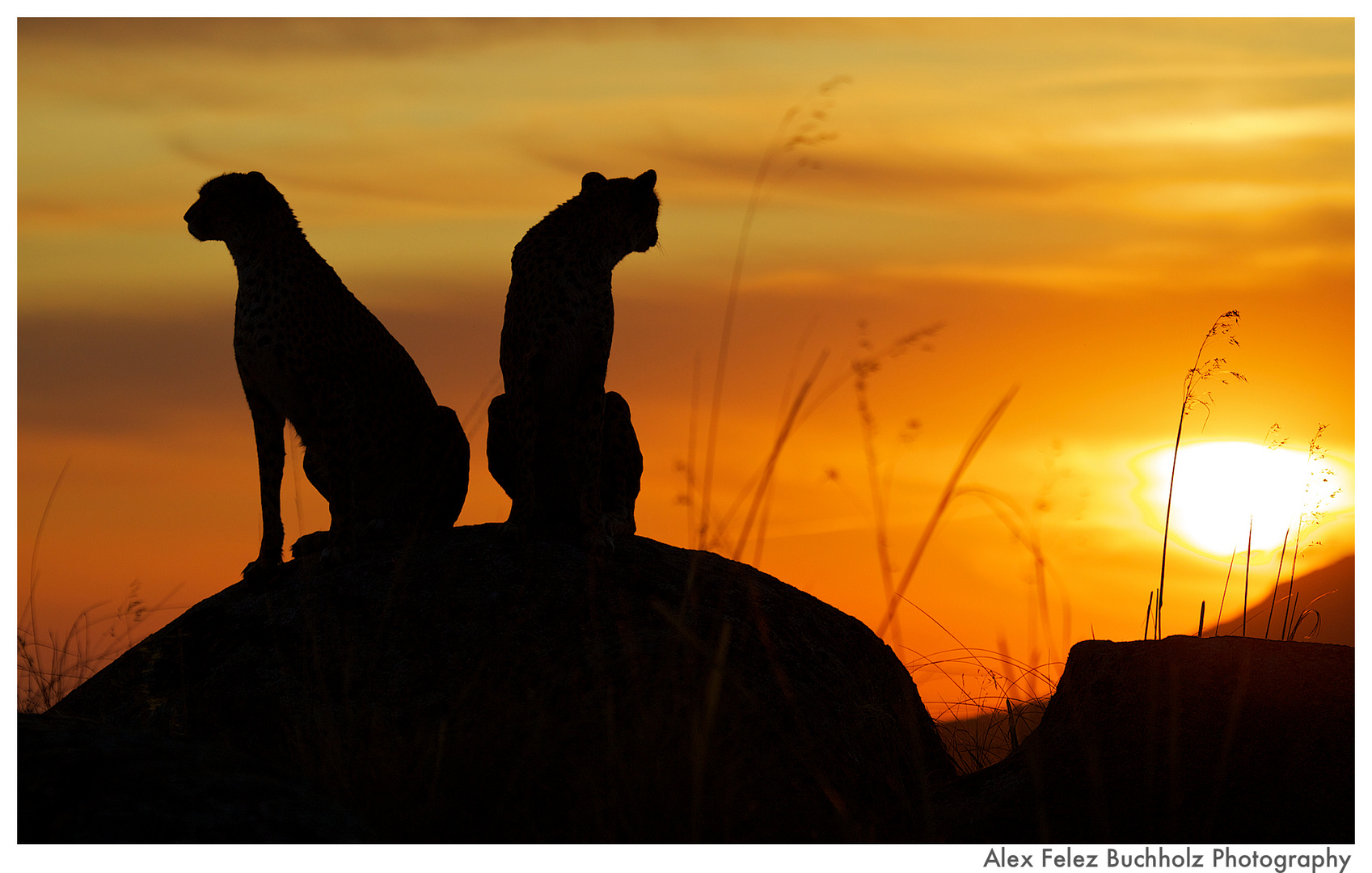 Cheetah Sundowner