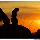 Cheetah Sundowner