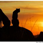 Cheetah Sundowner