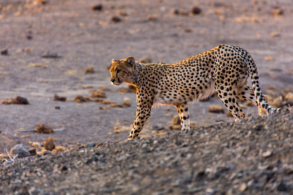 Cheetah Sunset