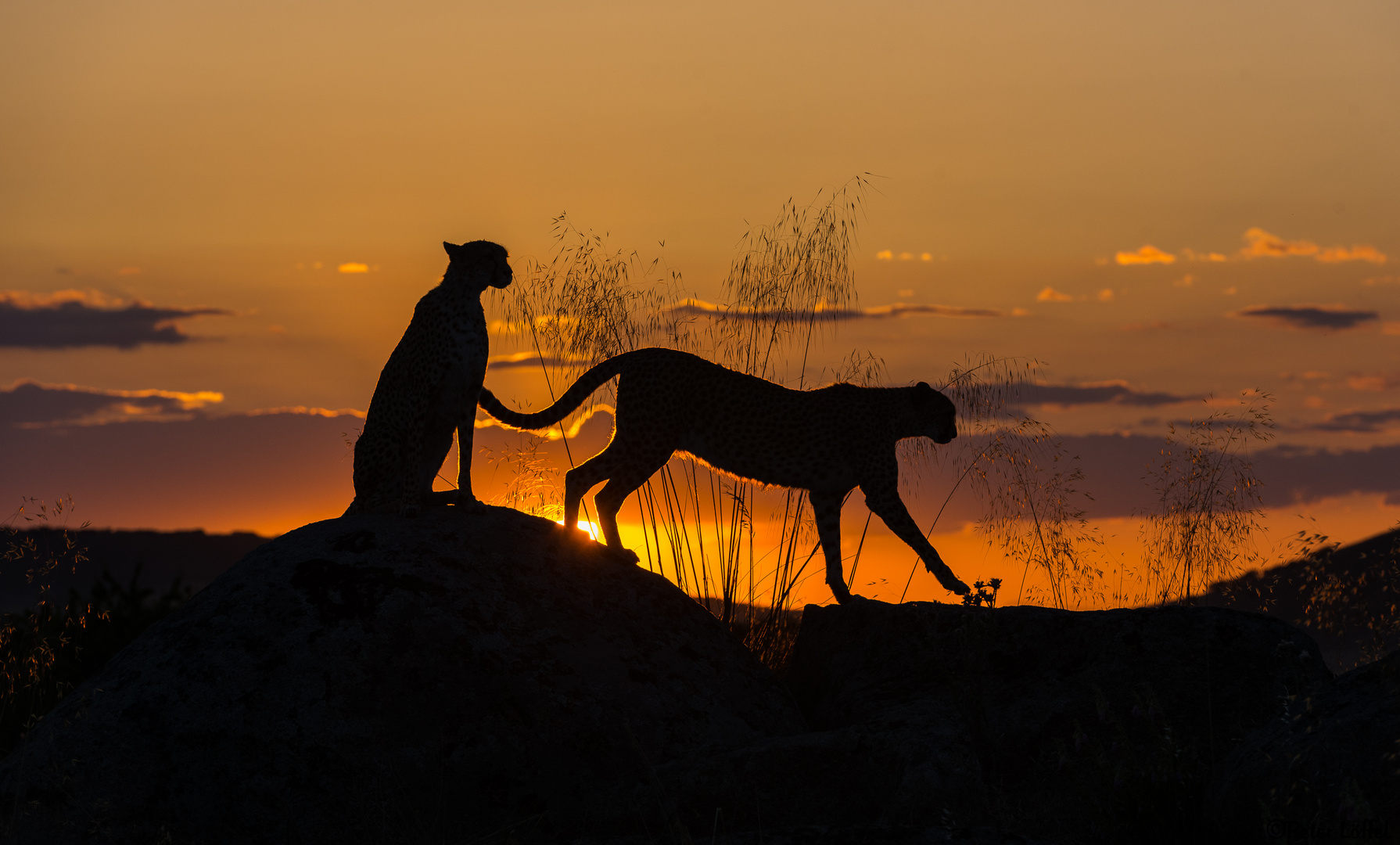 Cheetah Sunset