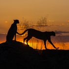 Cheetah Sunset