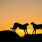 Cheetah Sunset.