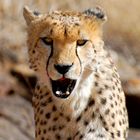 Cheetah, the cat