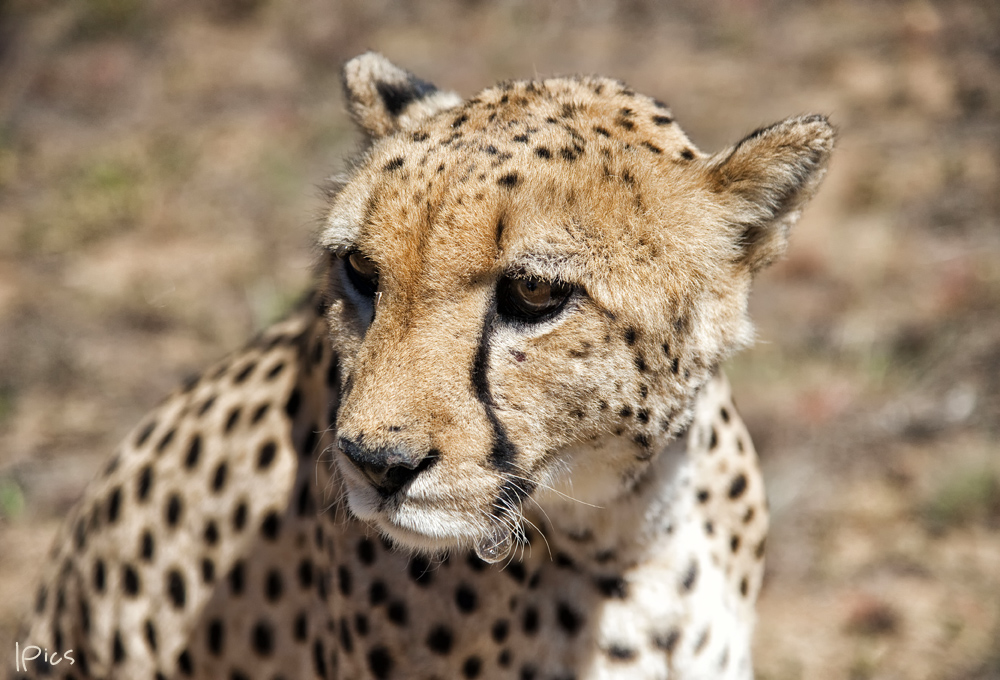 Cheetah up close