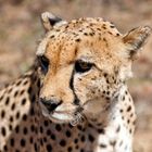 Cheetah up close