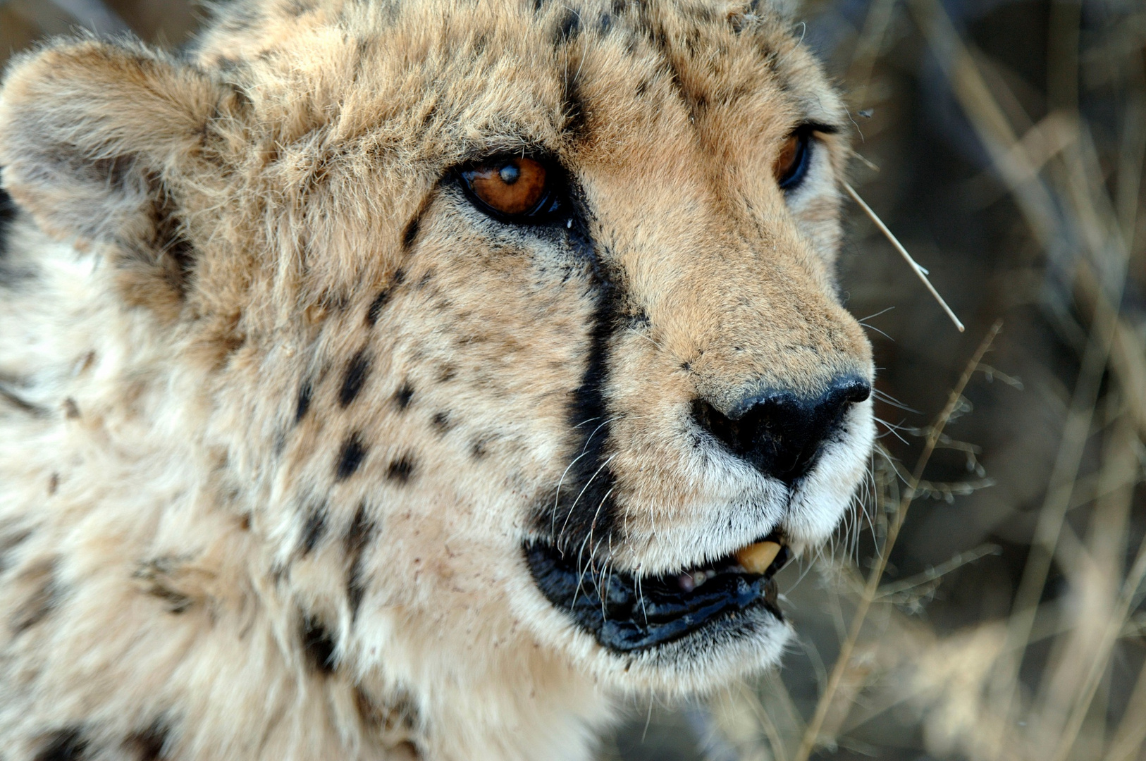 Cheetah VIII Namibia 2008