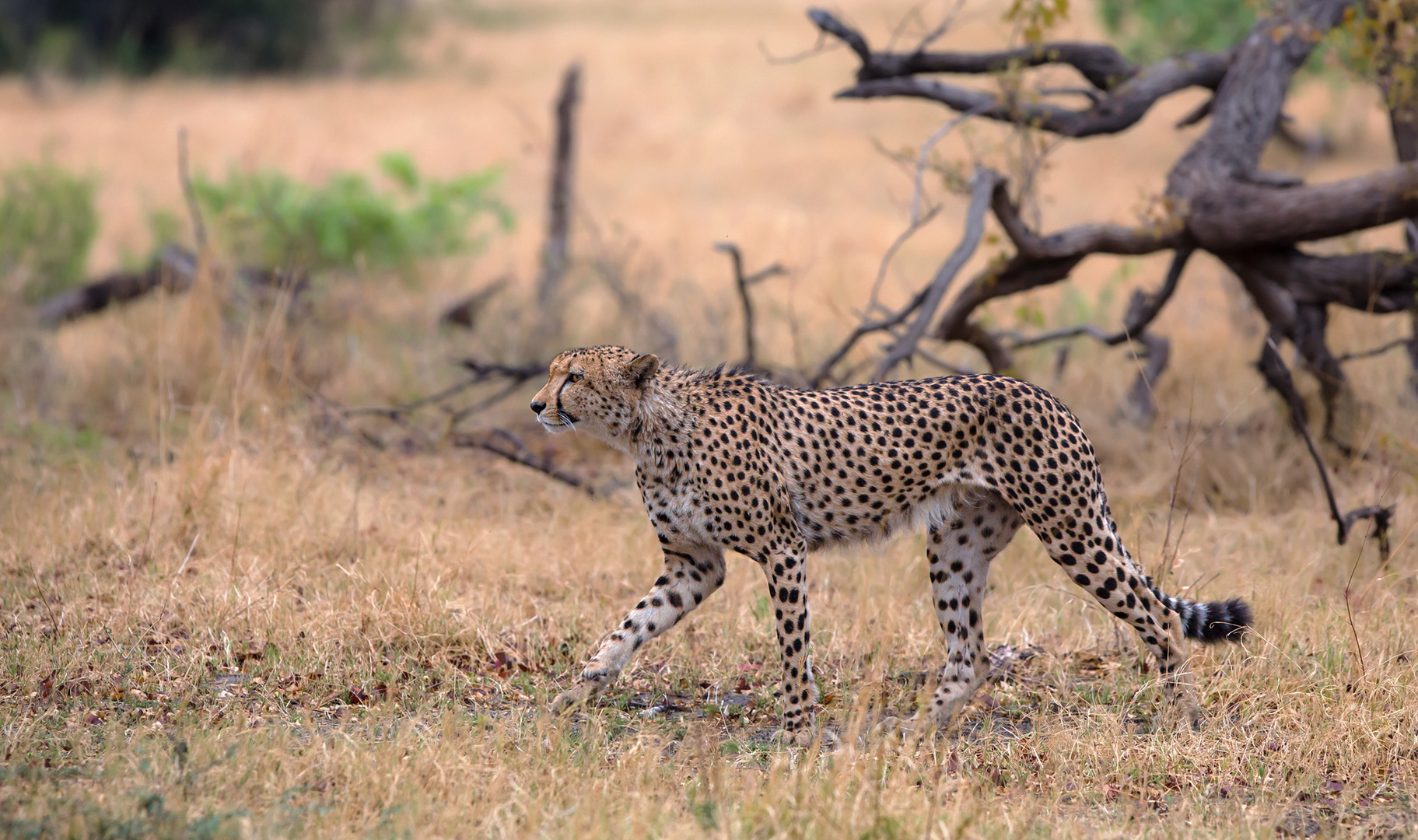 Cheetah walk