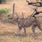 Cheetah walk
