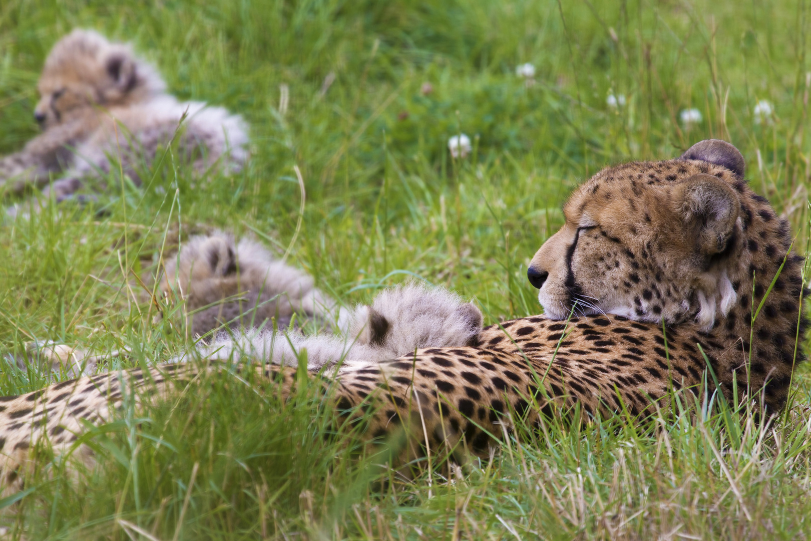 Cheetah With Cubs