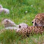 Cheetah With Cubs