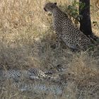 Cheetah with cubs