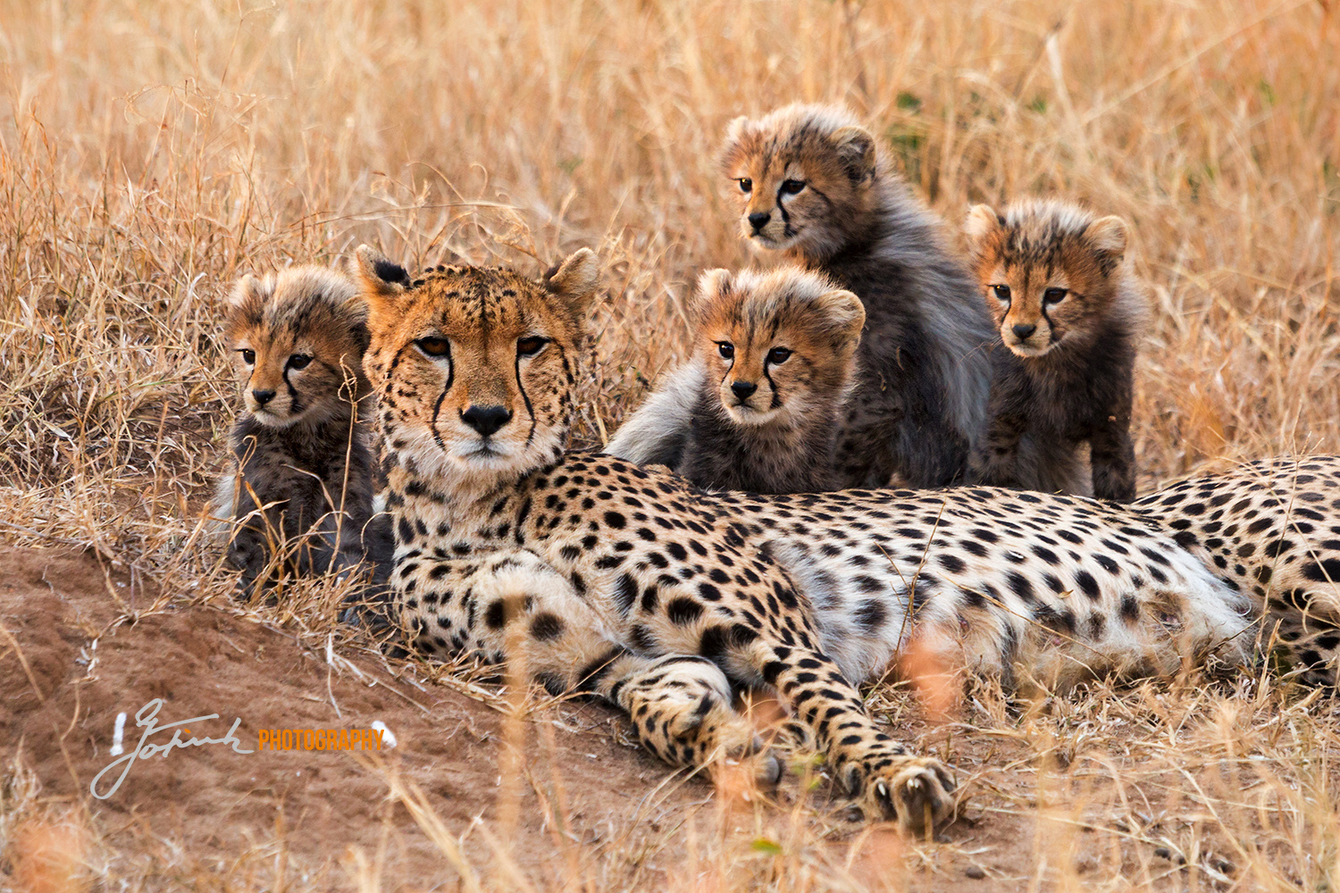 Cheetah with cubs, Masai Mara, Kenya