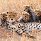 Cheetah with cubs, Masai Mara, Kenya