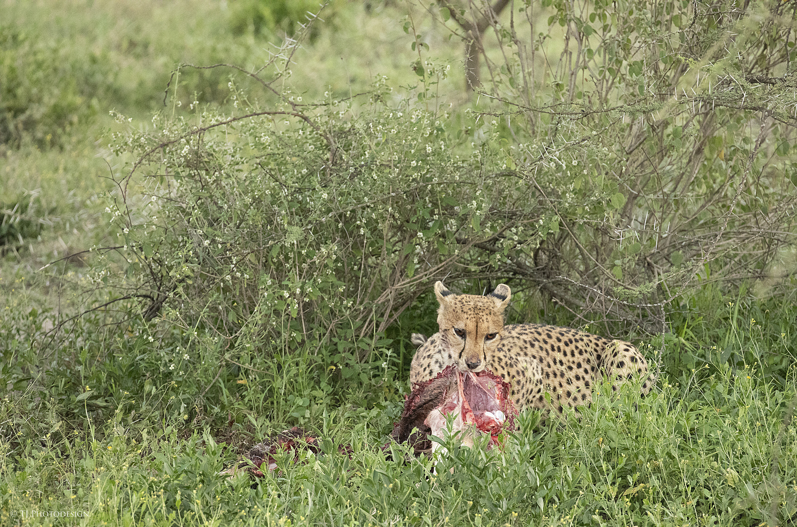 Cheetah with Kill