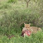 Cheetah with Kill