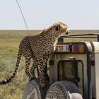 Cheetah zu Besuch