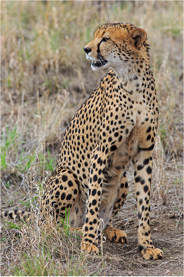 Cheetah_1 Foto & Bild tiere, wildlife, säugetiere Bilder auf