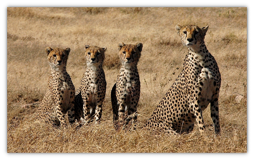 cheetah.casting