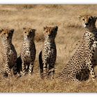 cheetah.casting