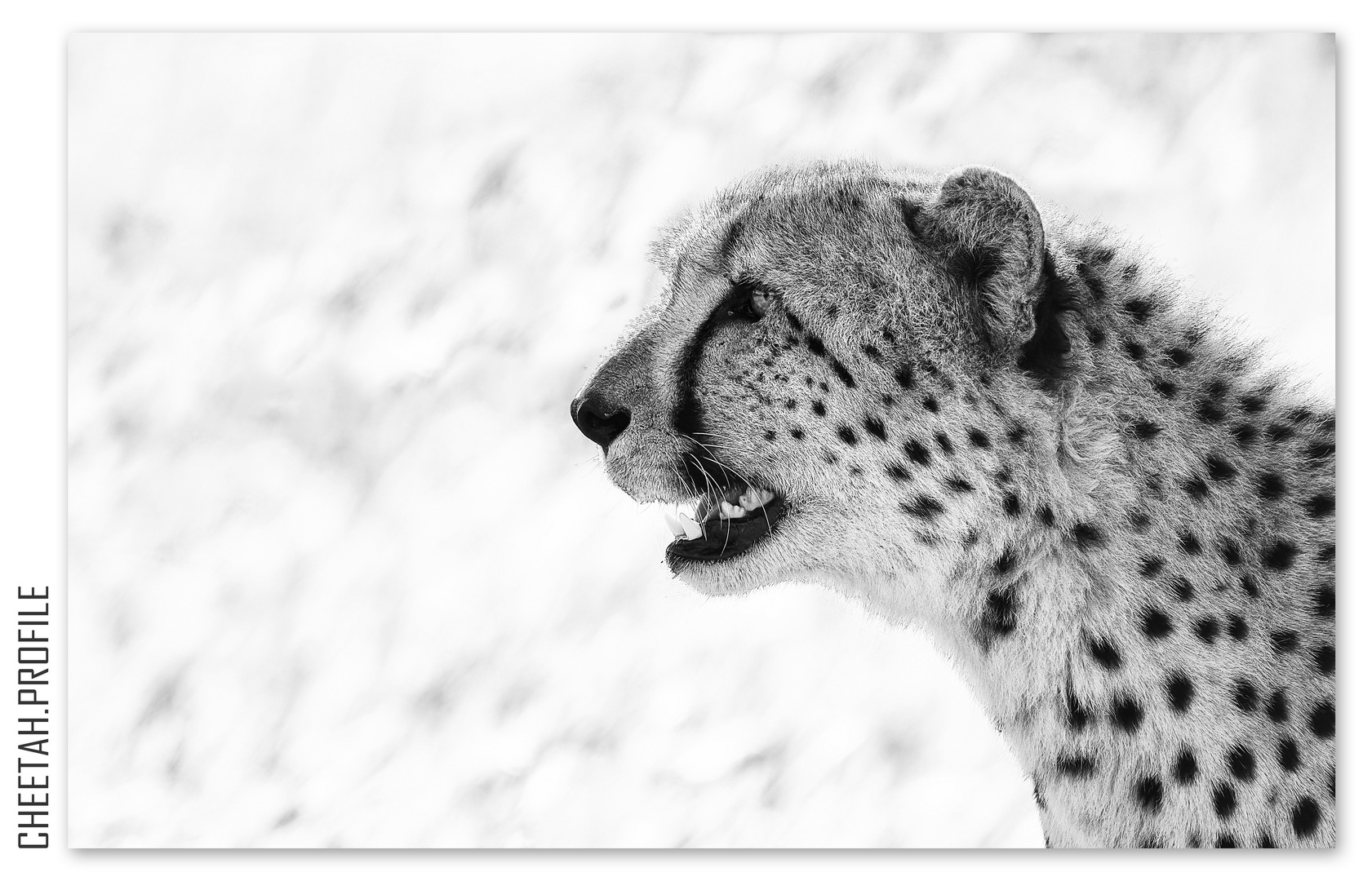 CHEETAH.PROFILE