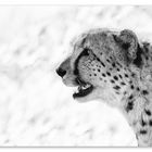 CHEETAH.PROFILE