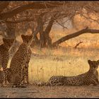 Cheetahs