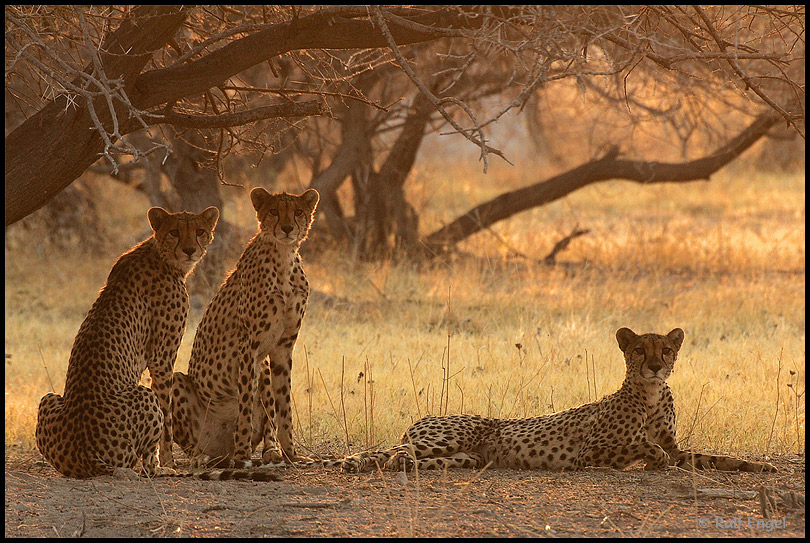 Cheetahs