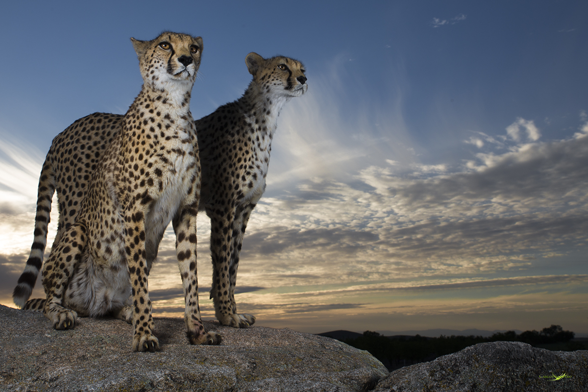 Cheetahs