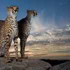 Cheetahs