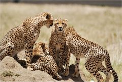 Cheetahs