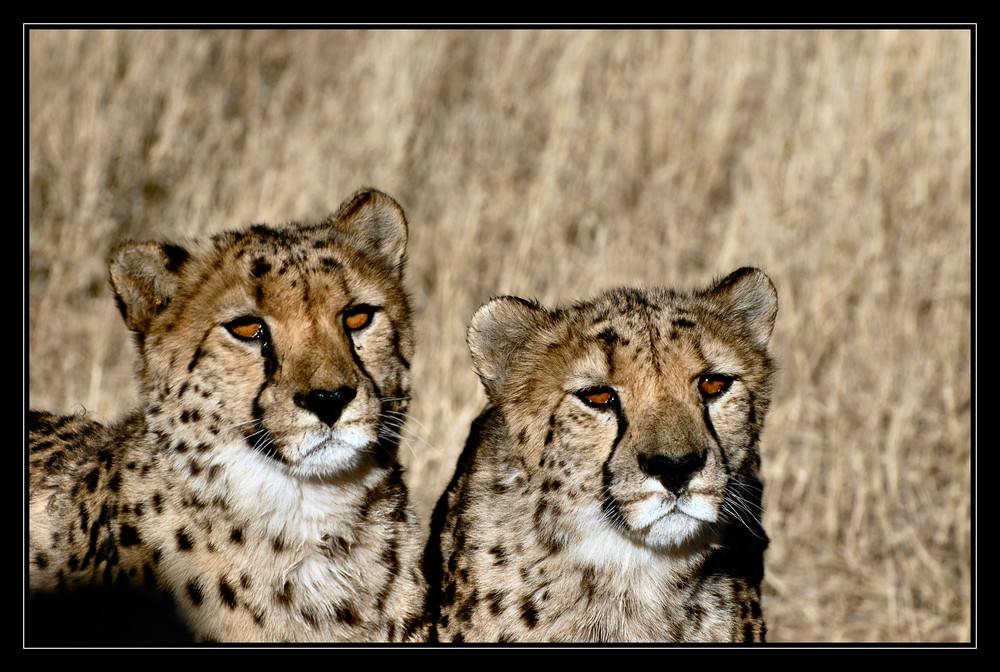 cheetahs