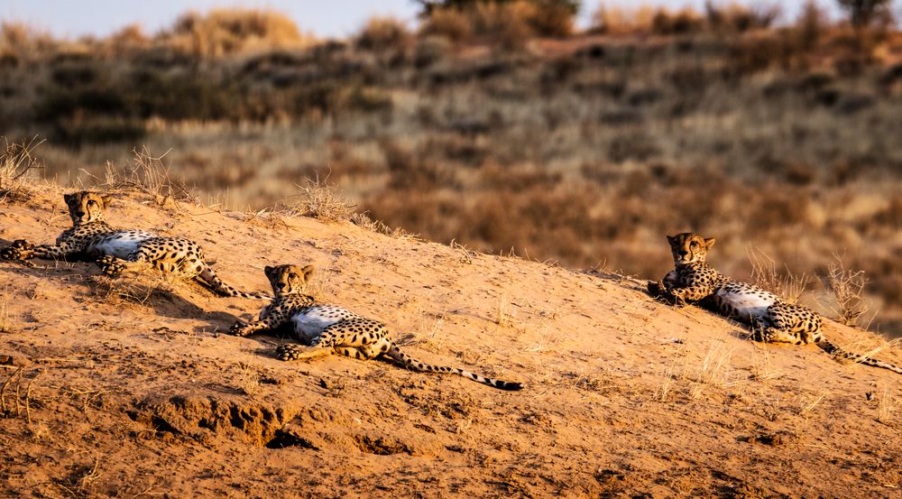 cheetahs